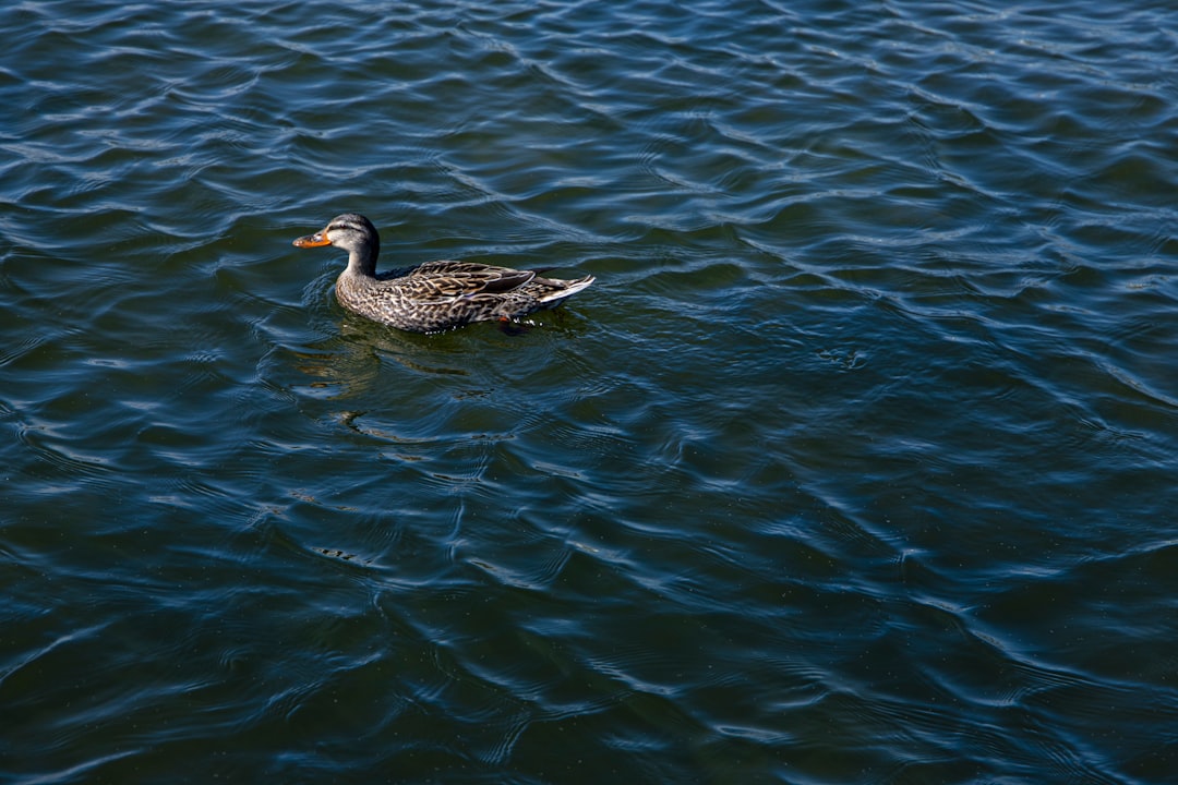 Majuli Island River Camp
