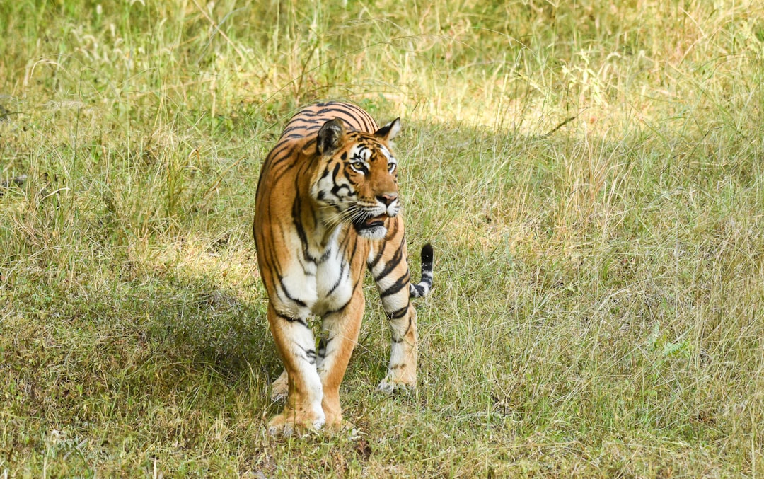 Jim Corbett Jungle Safari Camp