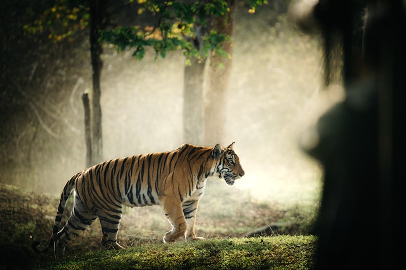 Ranthambore Wildlife Camp