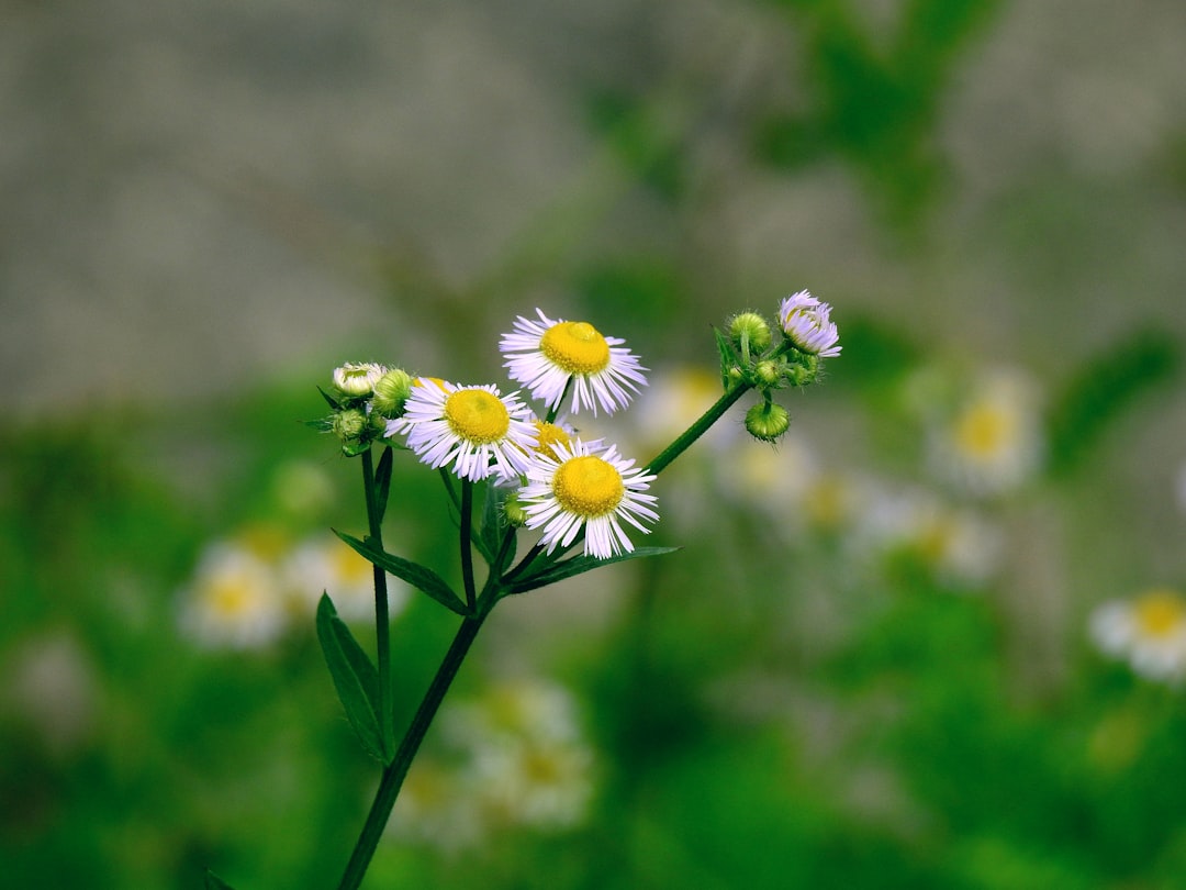 Valley of Flowers Trek & Camp