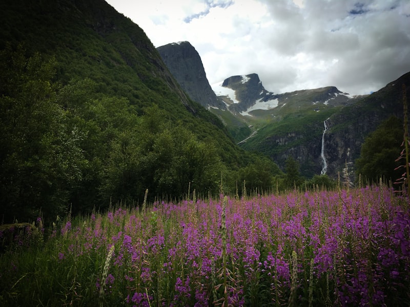 Valley of Flowers Trek
